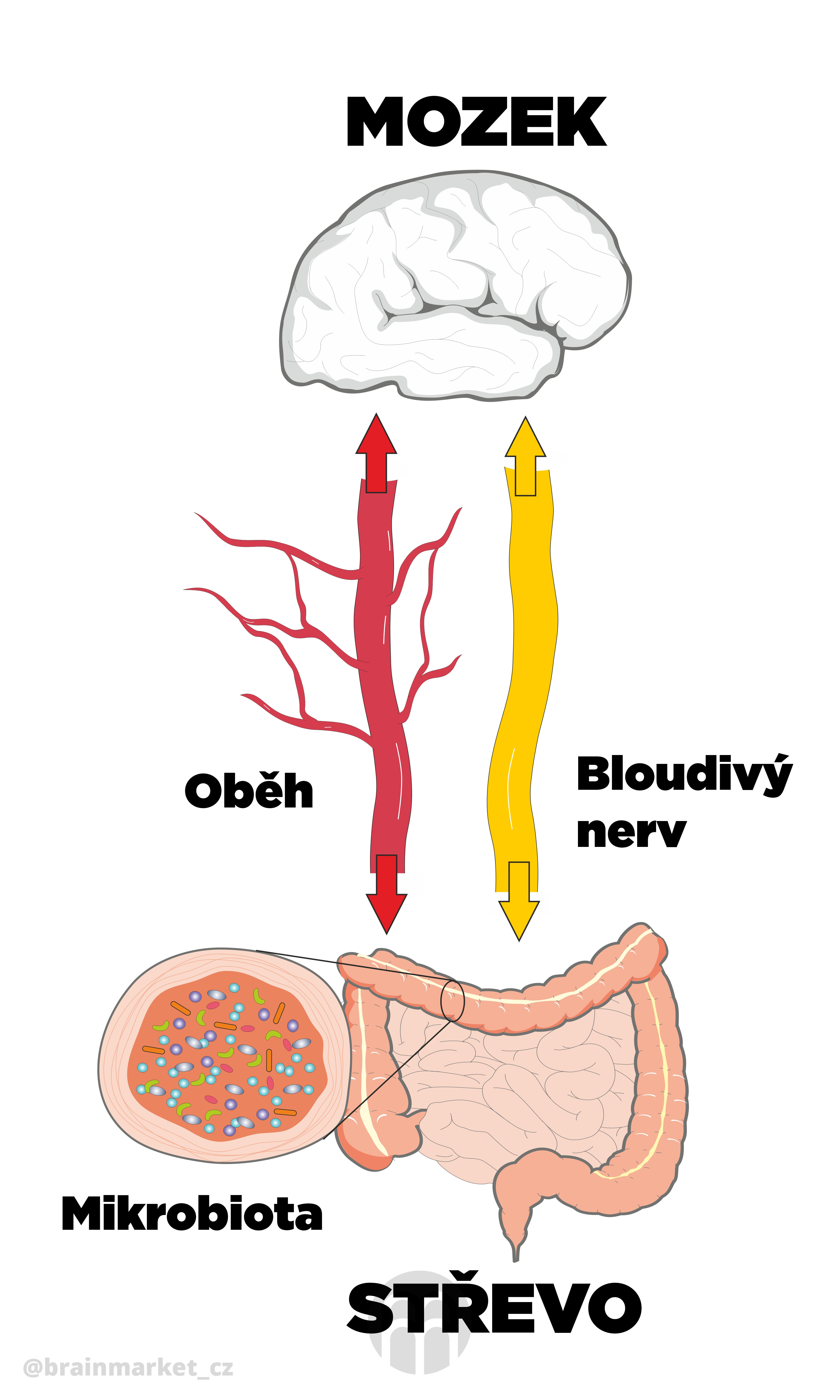 mikrobiota infografika brainmarket CZ